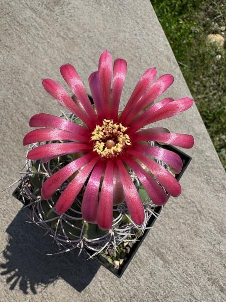 Gymnocalycium carminathum